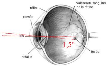 Shéma de l'oeil